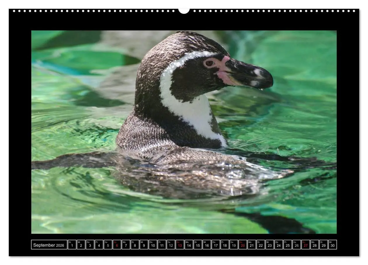 Bild: 9783516086096 | Dresdner Zootiere 2026 (Wandkalender 2026 DIN A2 quer), CALVENDO...