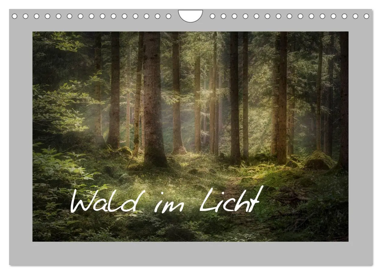 Cover: 9783457746196 | Wald im Licht (Wandkalender 2026 DIN A4 quer), CALVENDO Monatskalender
