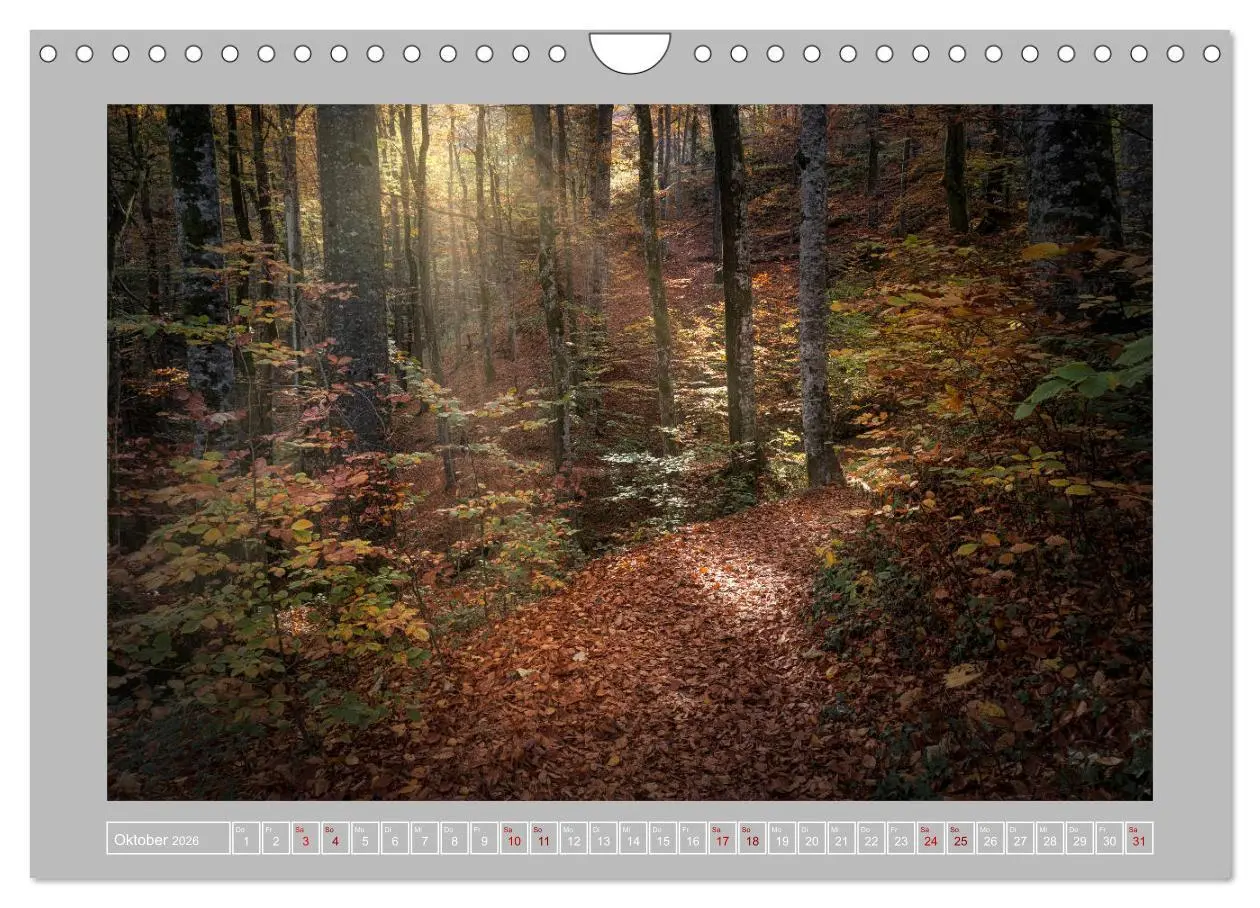 Bild: 9783457746196 | Wald im Licht (Wandkalender 2026 DIN A4 quer), CALVENDO Monatskalender
