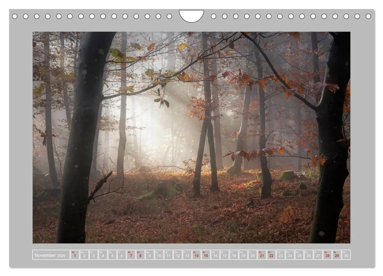 Bild: 9783457746196 | Wald im Licht (Wandkalender 2026 DIN A4 quer), CALVENDO Monatskalender