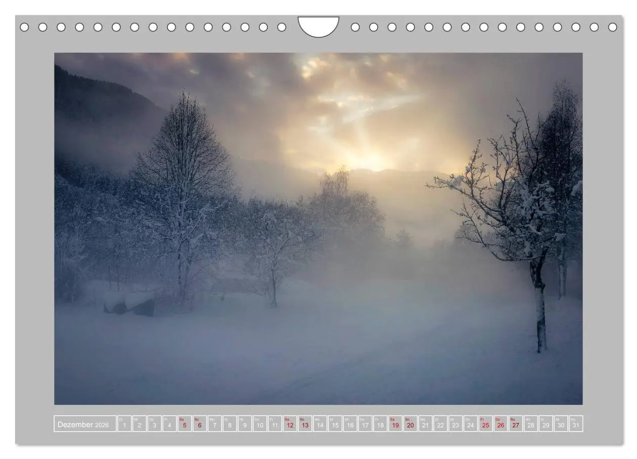 Bild: 9783457746196 | Wald im Licht (Wandkalender 2026 DIN A4 quer), CALVENDO Monatskalender