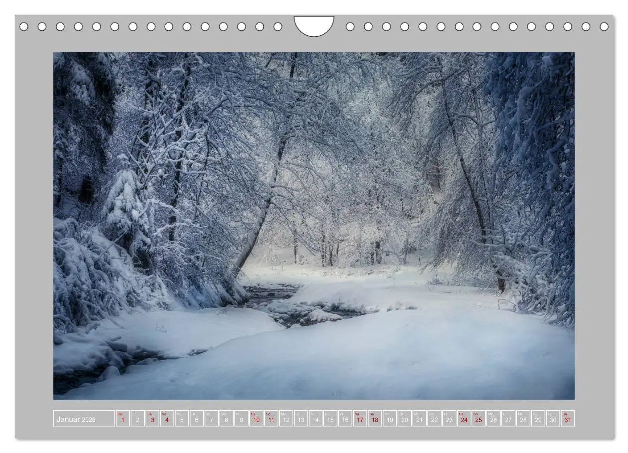 Bild: 9783457746196 | Wald im Licht (Wandkalender 2026 DIN A4 quer), CALVENDO Monatskalender