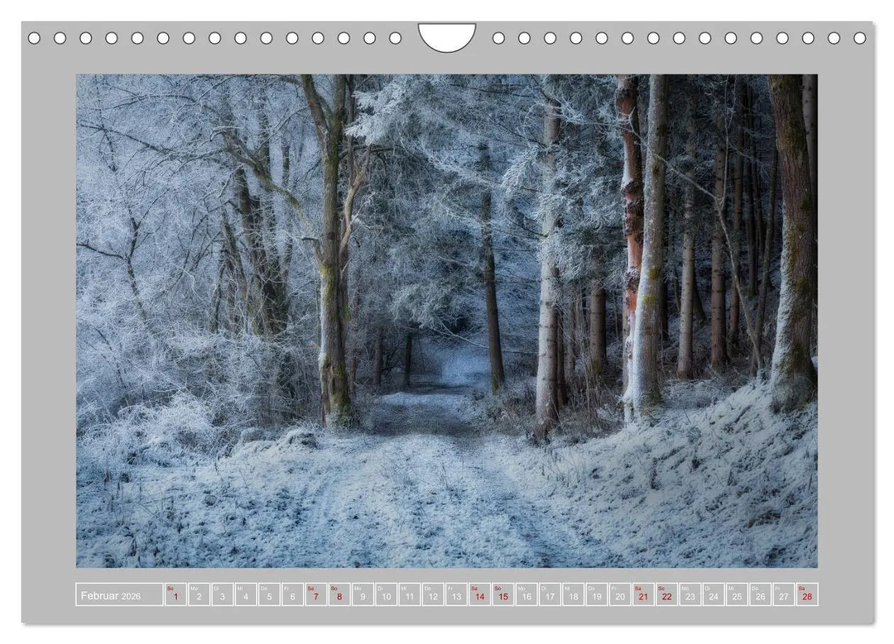 Bild: 9783457746196 | Wald im Licht (Wandkalender 2026 DIN A4 quer), CALVENDO Monatskalender