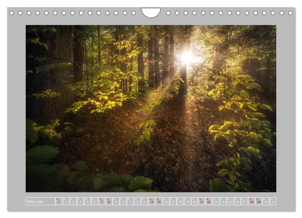 Bild: 9783457746196 | Wald im Licht (Wandkalender 2026 DIN A4 quer), CALVENDO Monatskalender