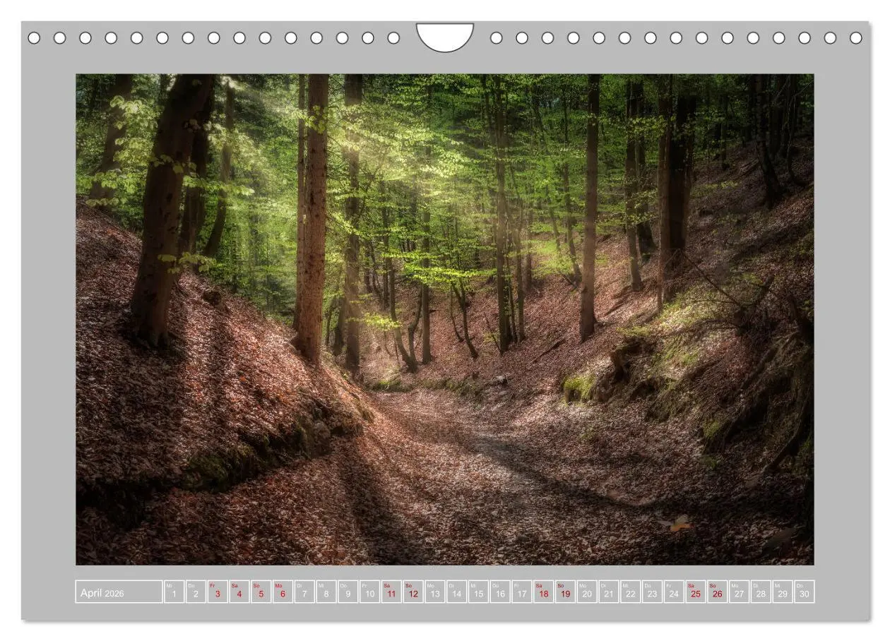 Bild: 9783457746196 | Wald im Licht (Wandkalender 2026 DIN A4 quer), CALVENDO Monatskalender