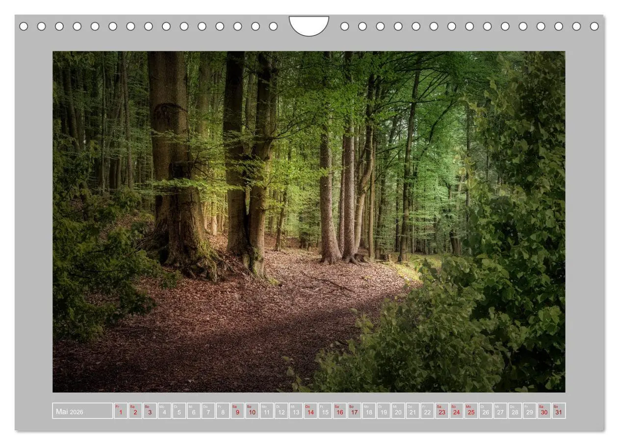 Bild: 9783457746196 | Wald im Licht (Wandkalender 2026 DIN A4 quer), CALVENDO Monatskalender