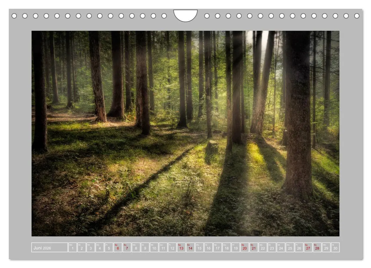Bild: 9783457746196 | Wald im Licht (Wandkalender 2026 DIN A4 quer), CALVENDO Monatskalender