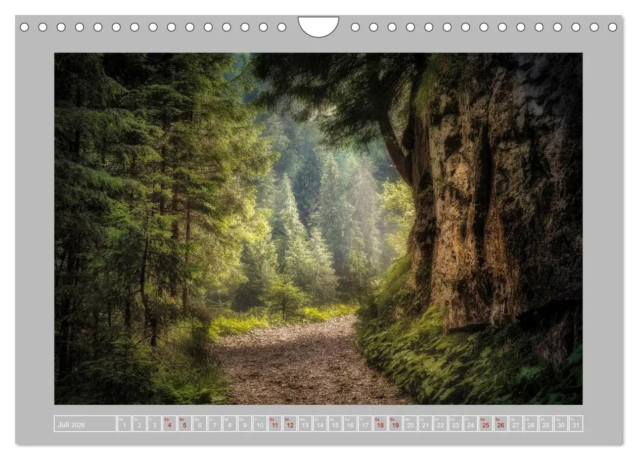 Bild: 9783457746196 | Wald im Licht (Wandkalender 2026 DIN A4 quer), CALVENDO Monatskalender