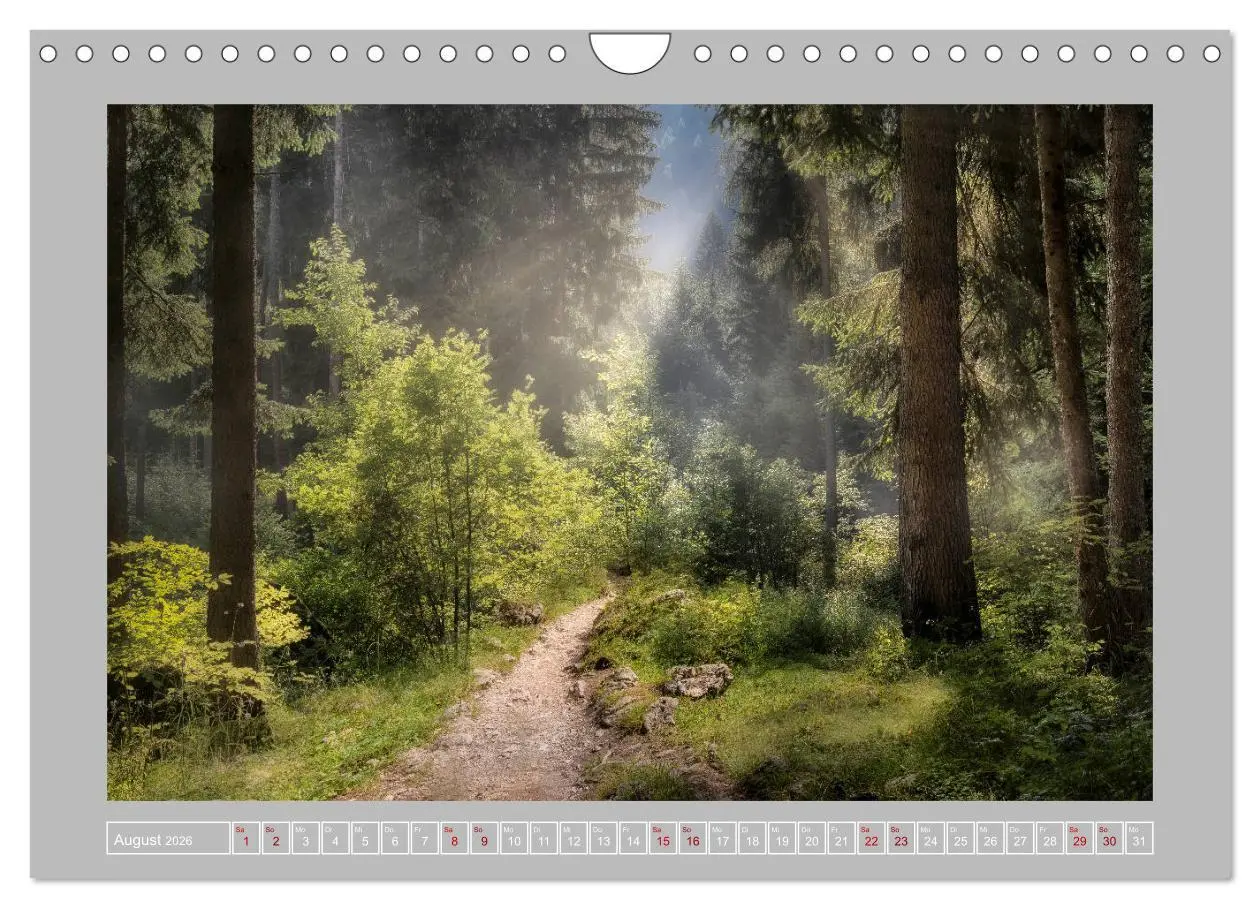 Bild: 9783457746196 | Wald im Licht (Wandkalender 2026 DIN A4 quer), CALVENDO Monatskalender