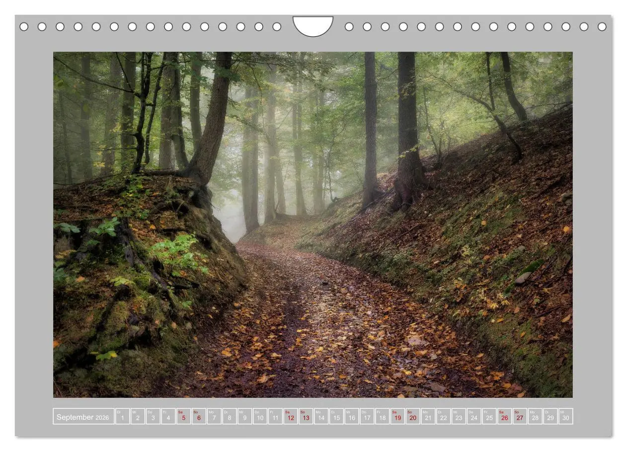 Bild: 9783457746196 | Wald im Licht (Wandkalender 2026 DIN A4 quer), CALVENDO Monatskalender