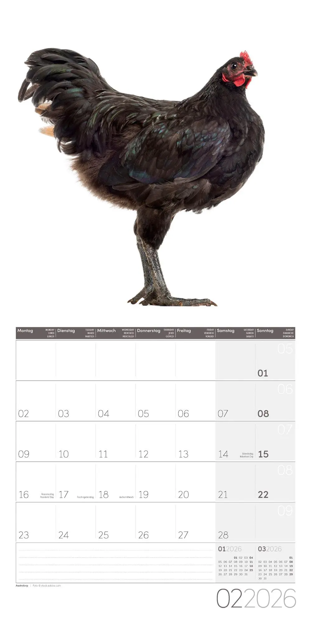 Bild: 9783838446196 | Verrückte Hühner Broschürenkalender 2026 - 30x30 - Art12 | GmbH | 2026