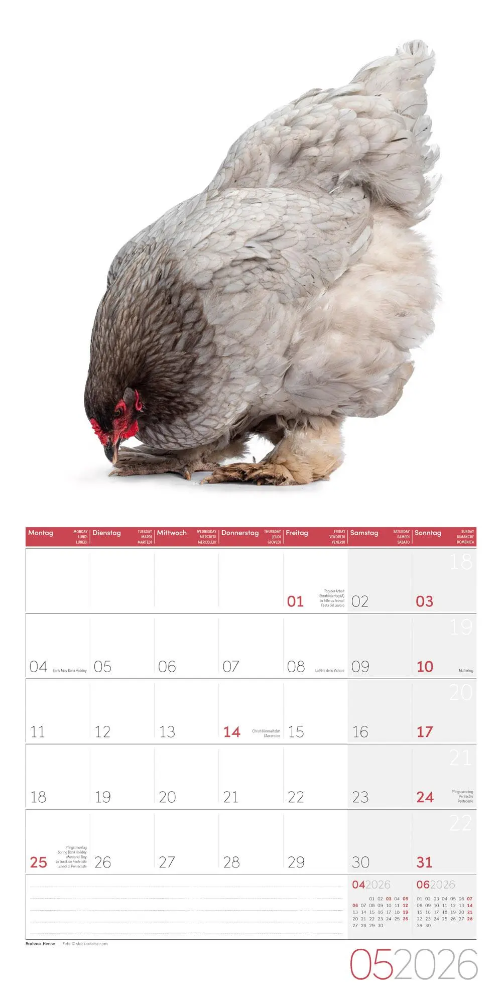 Bild: 9783838446196 | Verrückte Hühner Broschürenkalender 2026 - 30x30 - Art12 | GmbH | 2026