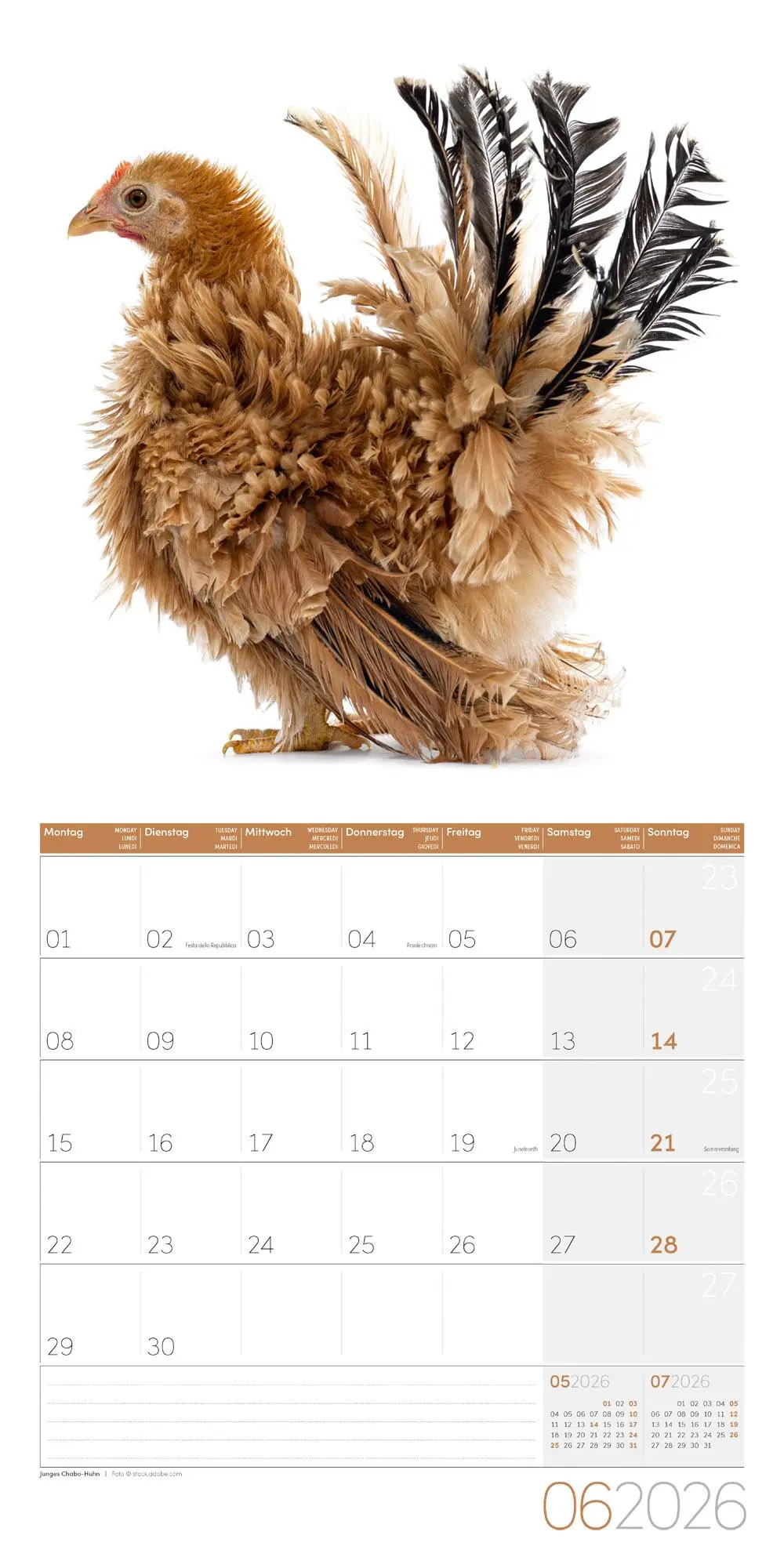 Bild: 9783838446196 | Verrückte Hühner Broschürenkalender 2026 - 30x30 - Art12 | GmbH | 2026