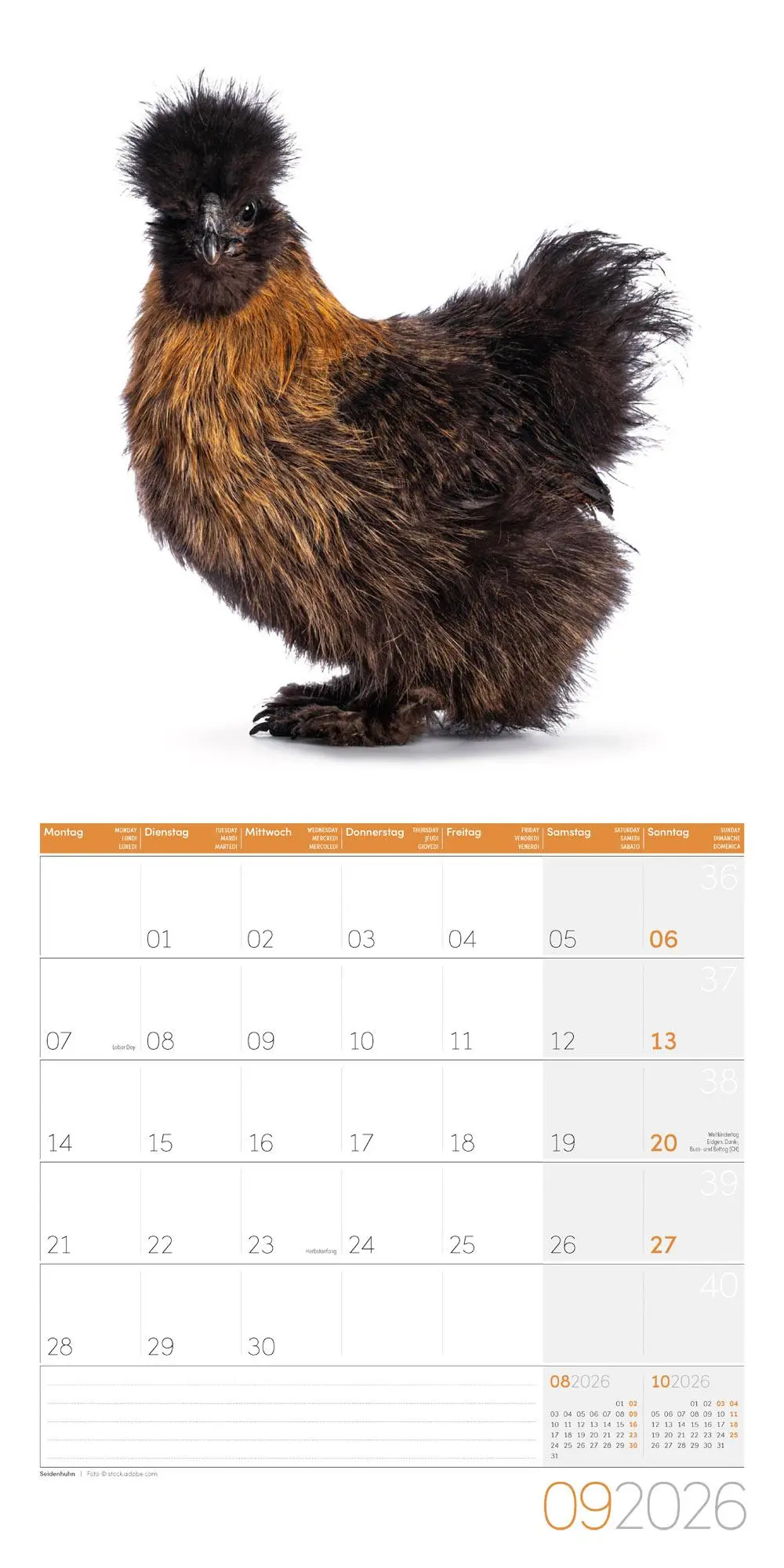 Bild: 9783838446196 | Verrückte Hühner Broschürenkalender 2026 - 30x30 - Art12 | GmbH | 2026