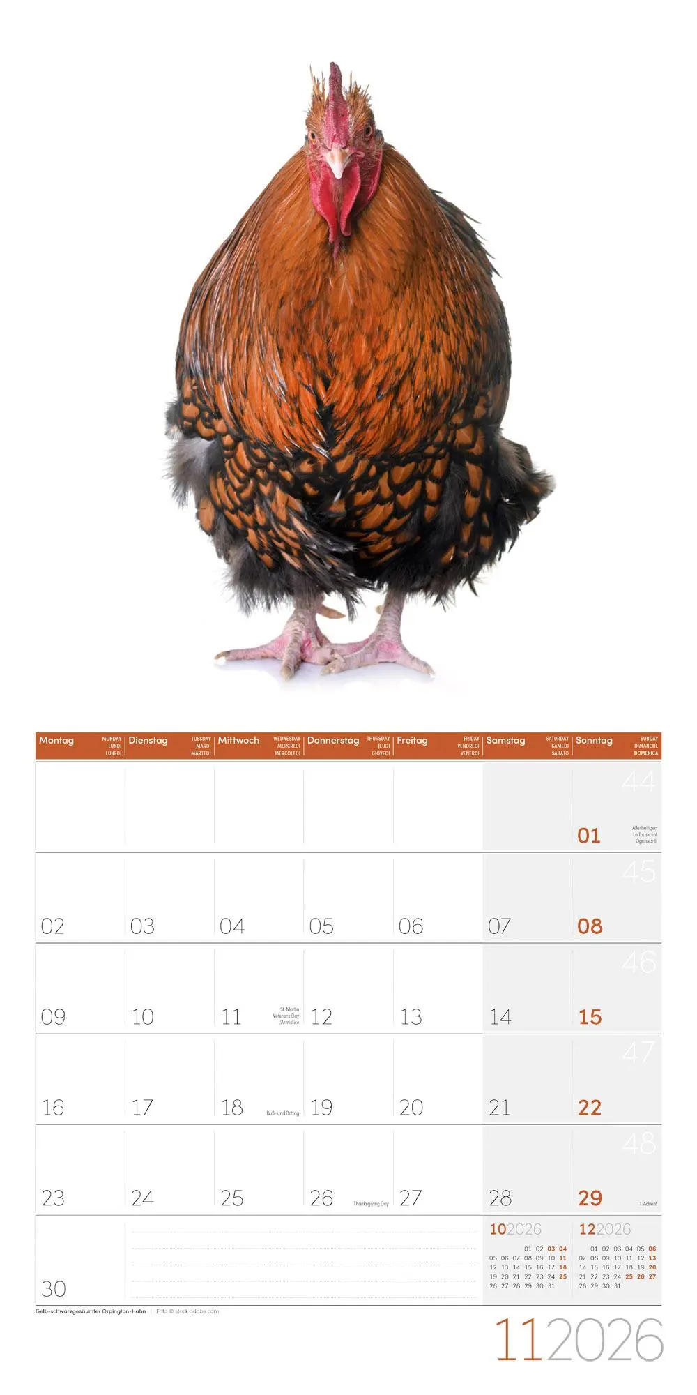 Bild: 9783838446196 | Verrückte Hühner Broschürenkalender 2026 - 30x30 - Art12 | GmbH | 2026