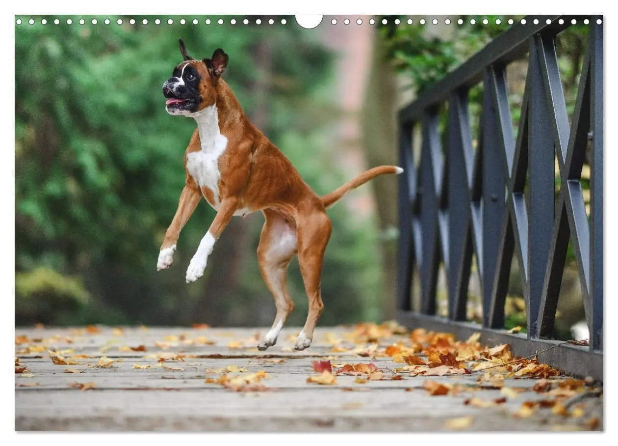 Bild: 9783383926396 | Der Boxer, der beste Hund der Welt (Wandkalender 2025 DIN A3 quer),...