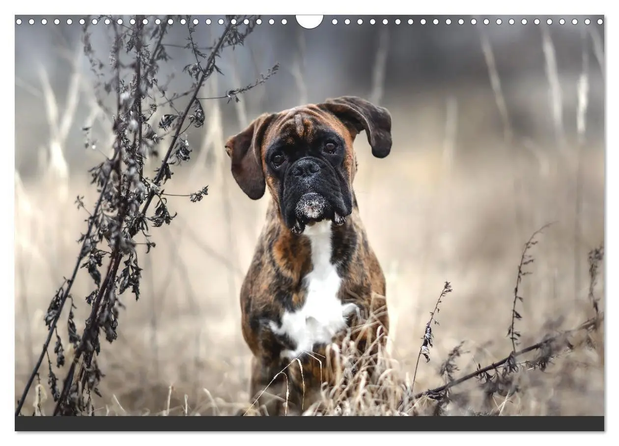 Bild: 9783383926396 | Der Boxer, der beste Hund der Welt (Wandkalender 2025 DIN A3 quer),...