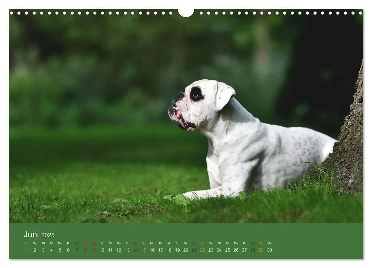 Bild: 9783383926396 | Der Boxer, der beste Hund der Welt (Wandkalender 2025 DIN A3 quer),...