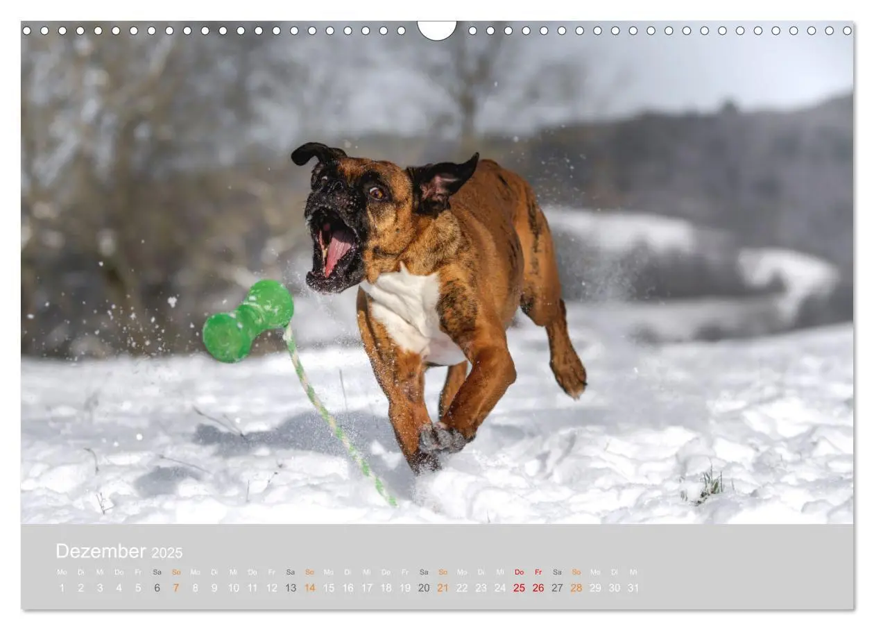 Bild: 9783383926396 | Der Boxer, der beste Hund der Welt (Wandkalender 2025 DIN A3 quer),...