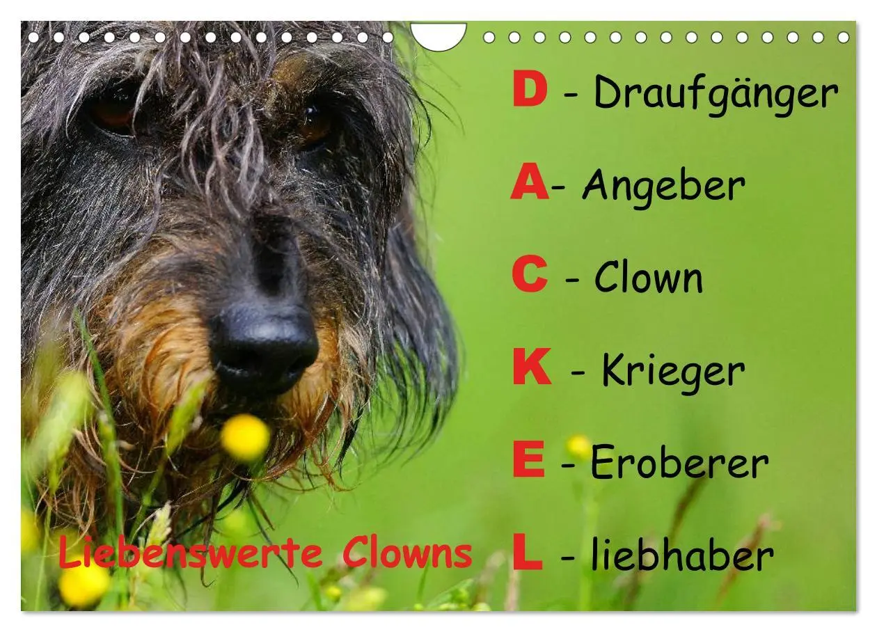 Cover: 9783516056396 | Liebenswerte Clowns (Wandkalender 2026 DIN A4 quer), CALVENDO...