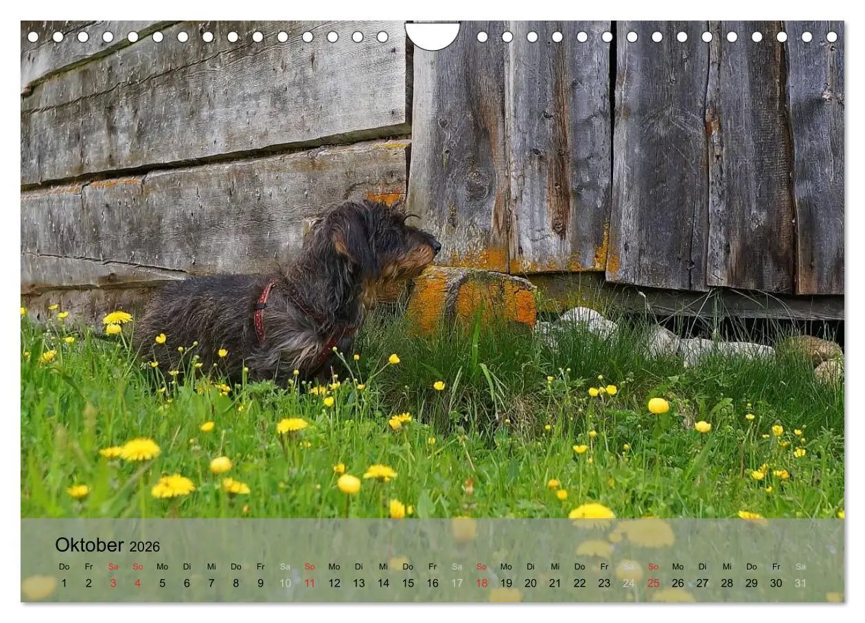 Bild: 9783516056396 | Liebenswerte Clowns (Wandkalender 2026 DIN A4 quer), CALVENDO...
