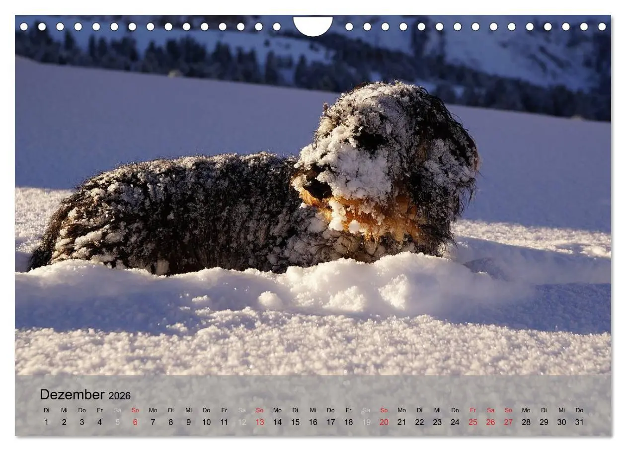 Bild: 9783516056396 | Liebenswerte Clowns (Wandkalender 2026 DIN A4 quer), CALVENDO...