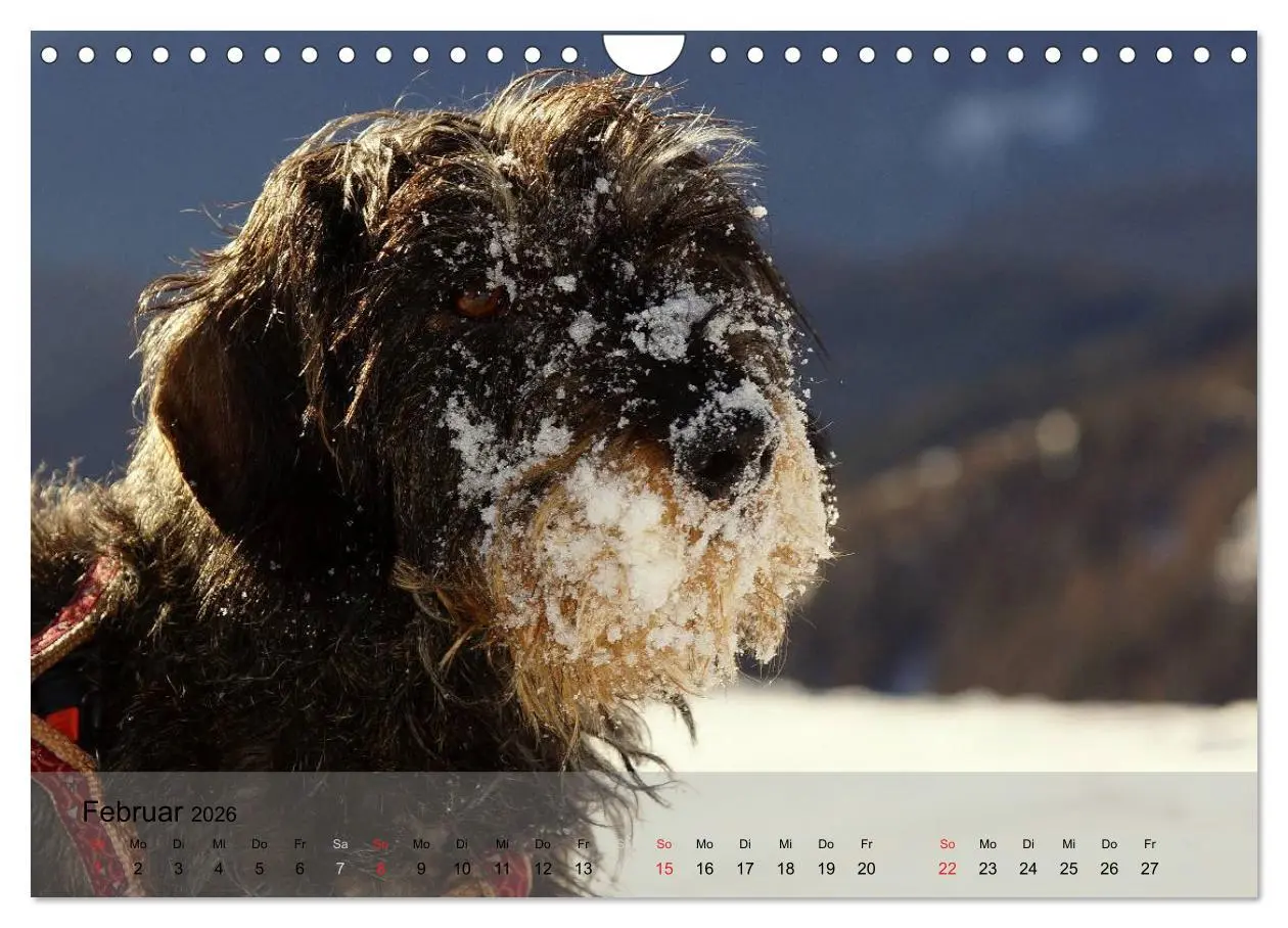 Bild: 9783516056396 | Liebenswerte Clowns (Wandkalender 2026 DIN A4 quer), CALVENDO...