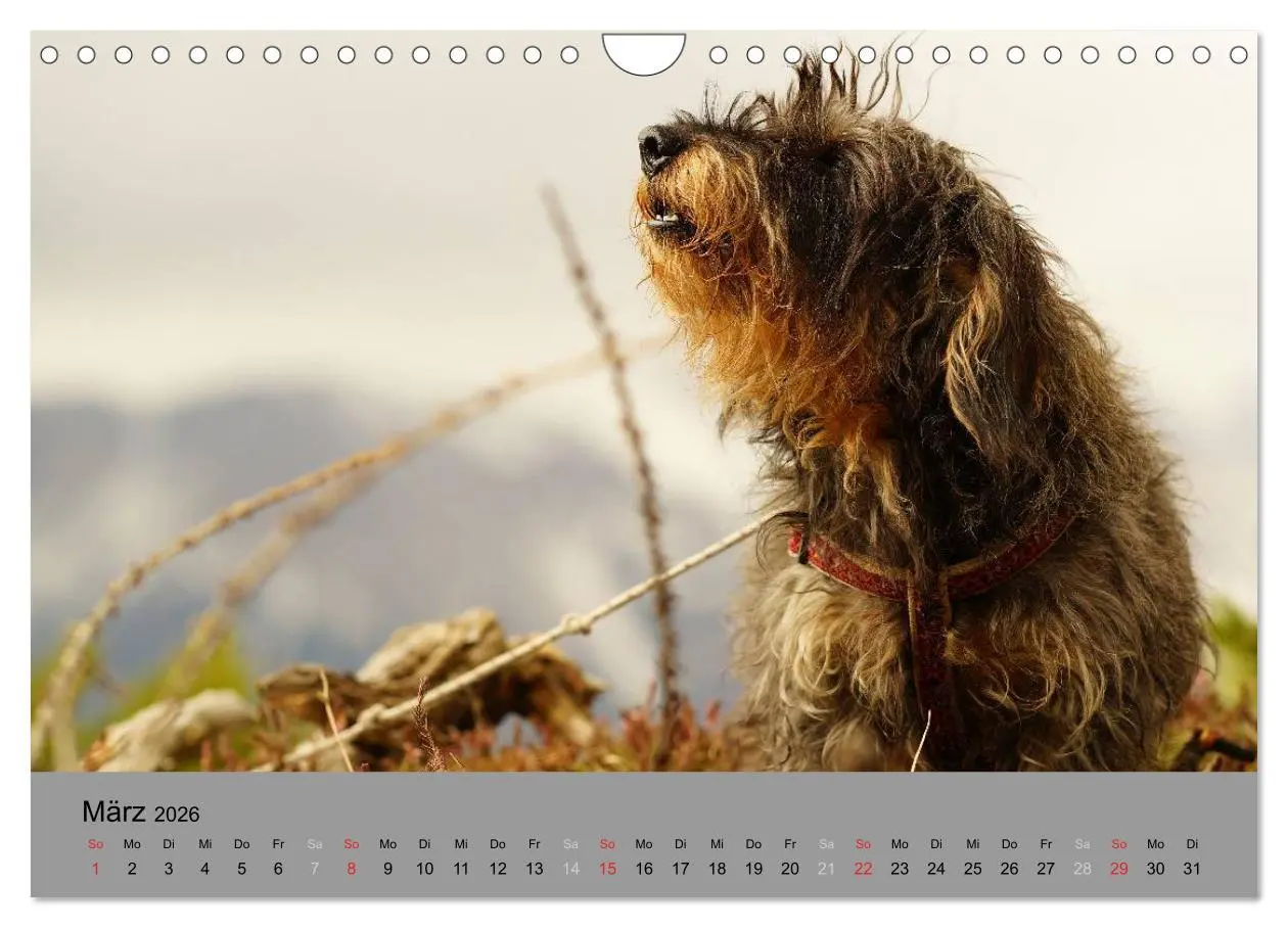 Bild: 9783516056396 | Liebenswerte Clowns (Wandkalender 2026 DIN A4 quer), CALVENDO...