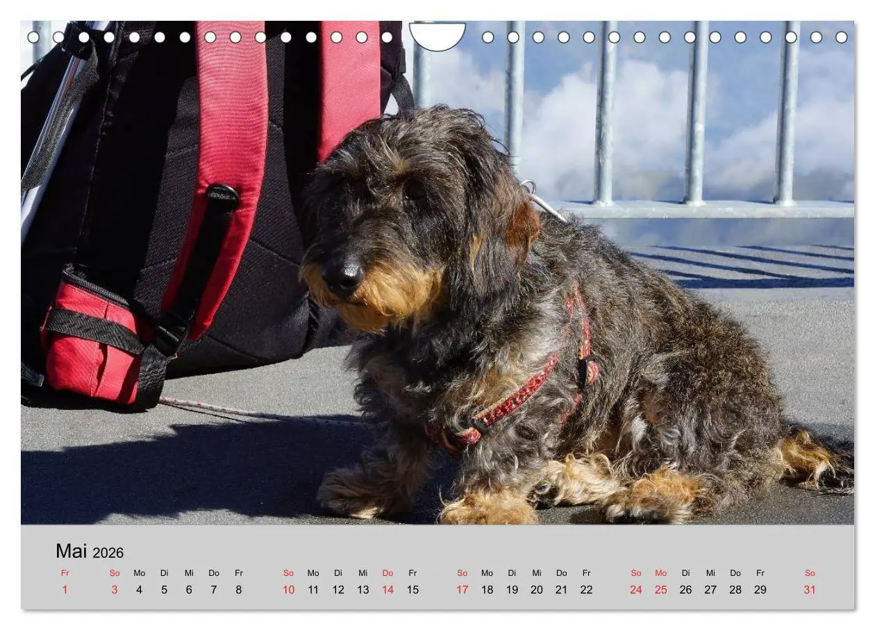 Bild: 9783516056396 | Liebenswerte Clowns (Wandkalender 2026 DIN A4 quer), CALVENDO...