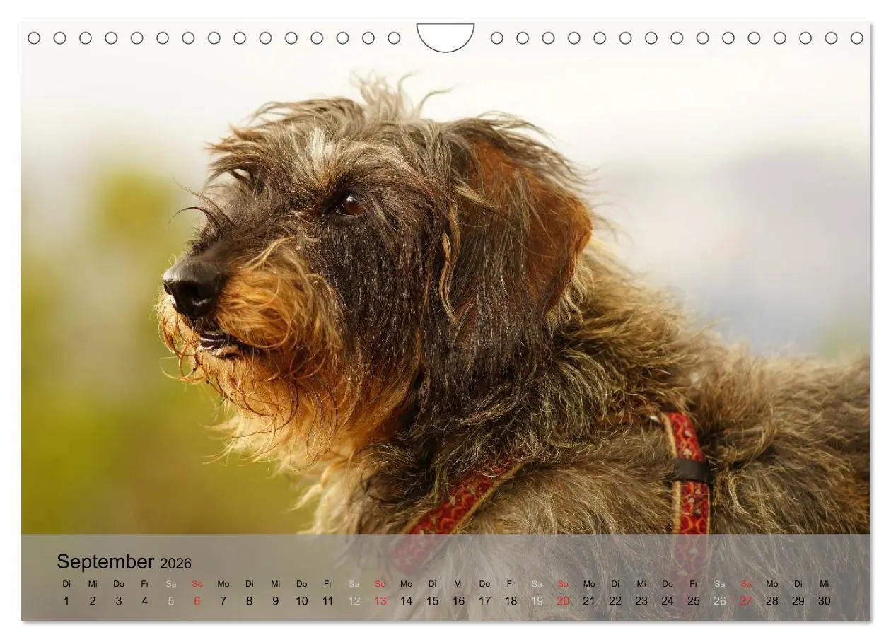 Bild: 9783516056396 | Liebenswerte Clowns (Wandkalender 2026 DIN A4 quer), CALVENDO...