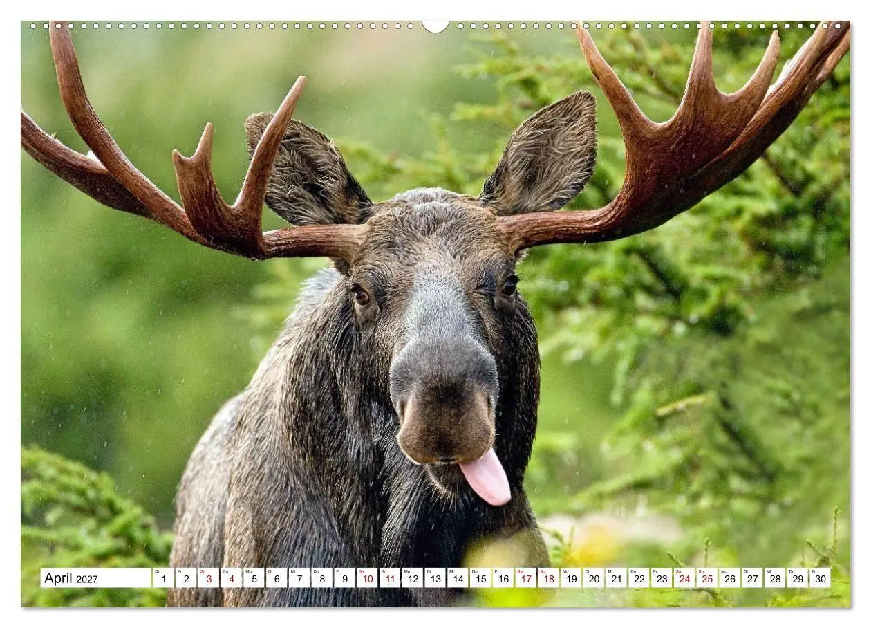 Bild: 9783569386396 | Auf den Spuren der Elche (hochwertiger Premium Wandkalender 2027...