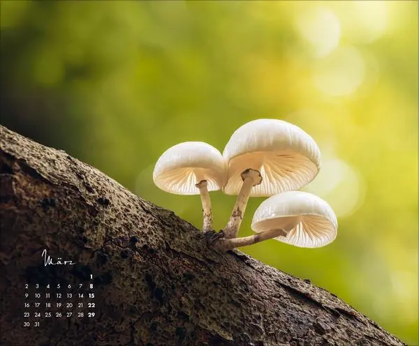 Bild: 9783731886396 | Zauberhafte kleine Welten 2026 | Verlag Korsch | Kalender | 14 S.