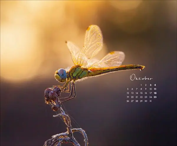 Bild: 9783731886396 | Zauberhafte kleine Welten 2026 | Verlag Korsch | Kalender | 14 S.