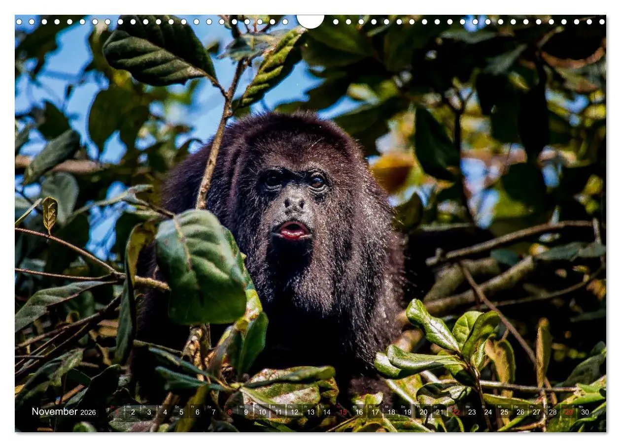 Bild: 9783457956496 | Belize - Guatemala (Wandkalender 2026 DIN A3 quer), CALVENDO...