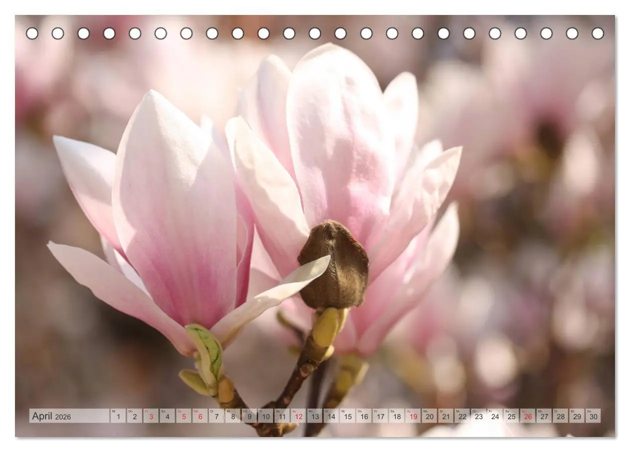 Bild: 9783457796696 | Magnolien Ein Blütenrausch (Tischkalender 2026 DIN A5 quer),...