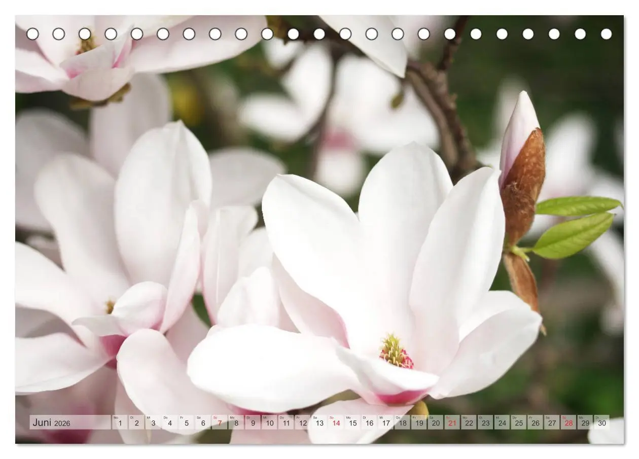 Bild: 9783457796696 | Magnolien Ein Blütenrausch (Tischkalender 2026 DIN A5 quer),...