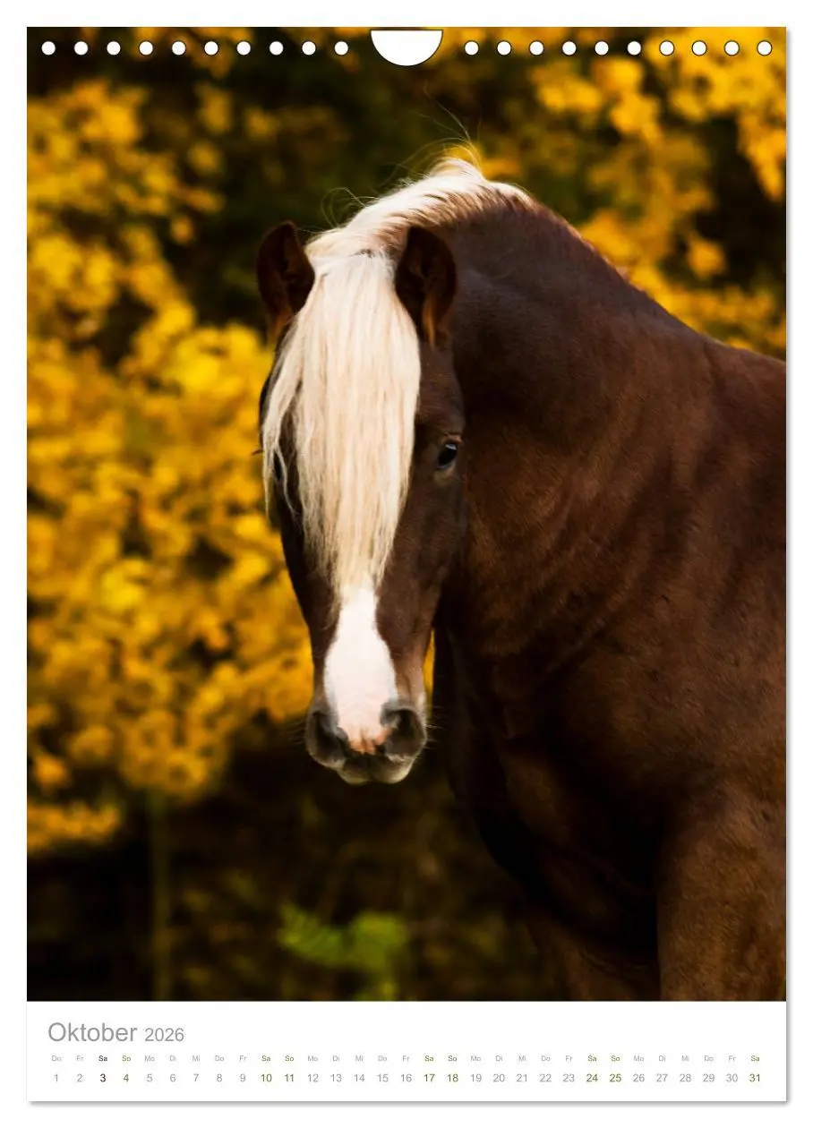 Bild: 9783516406696 | Schwarzwälder Kaltblut Pferde im Portrait (Wandkalender 2026 DIN A4...