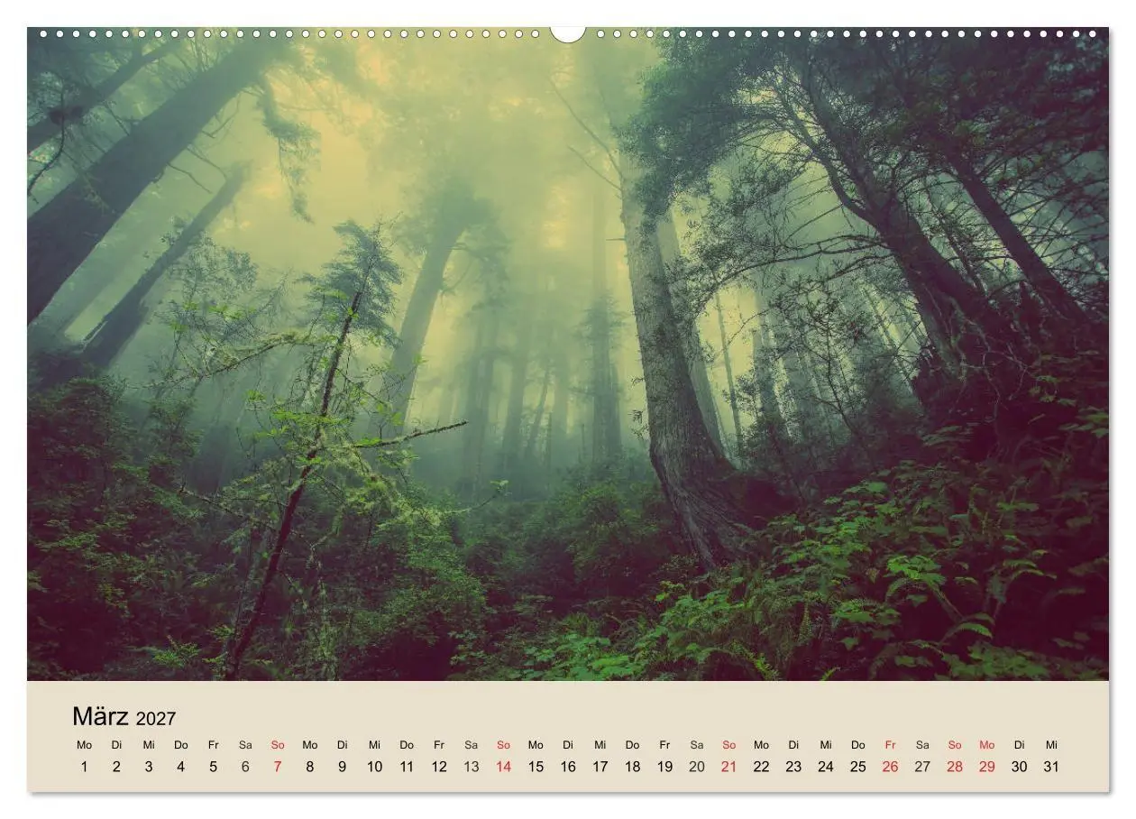 Bild: 9783569736696 | Der Wald. Durch zauberhafte Waldlandschaften (Wandkalender 2027 DIN...