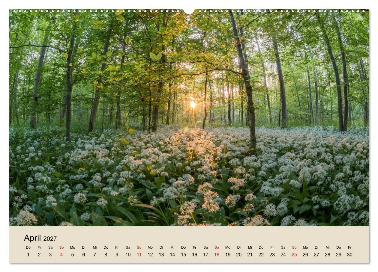 Bild: 9783569736696 | Der Wald. Durch zauberhafte Waldlandschaften (Wandkalender 2027 DIN...