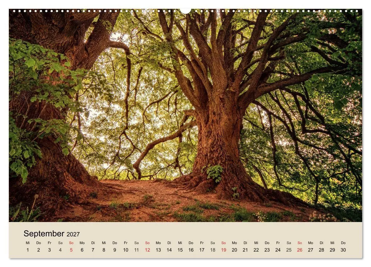 Bild: 9783569736696 | Der Wald. Durch zauberhafte Waldlandschaften (Wandkalender 2027 DIN...