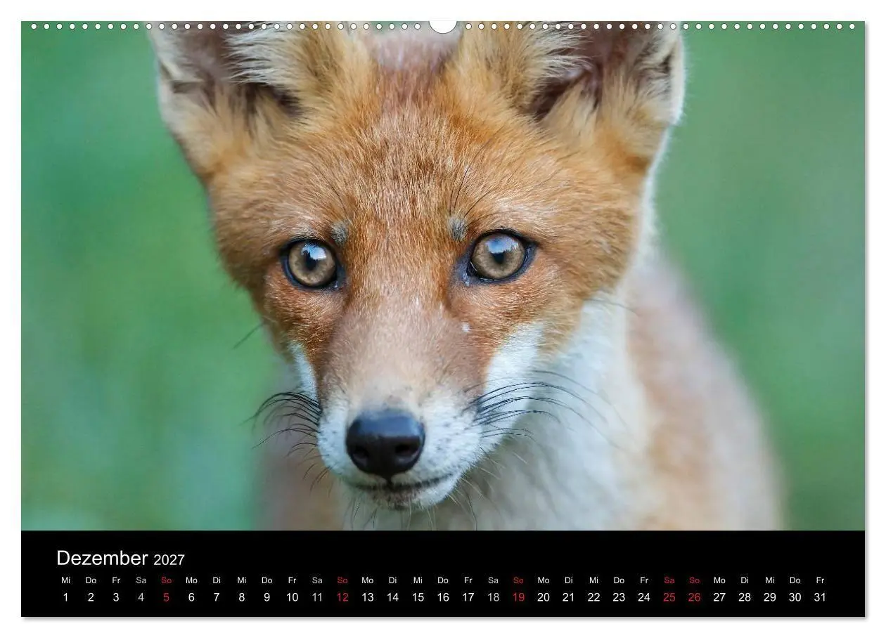 Bild: 9783594166796 | Füchse in freier Natur (Wandkalender 2027 DIN A2 quer), CALVENDO...