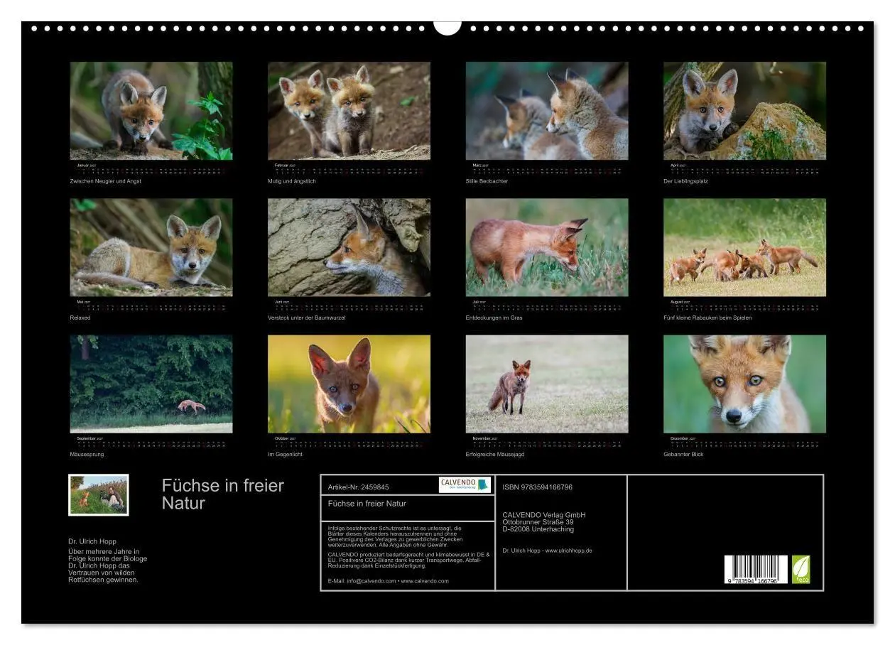 Bild: 9783594166796 | Füchse in freier Natur (Wandkalender 2027 DIN A2 quer), CALVENDO...