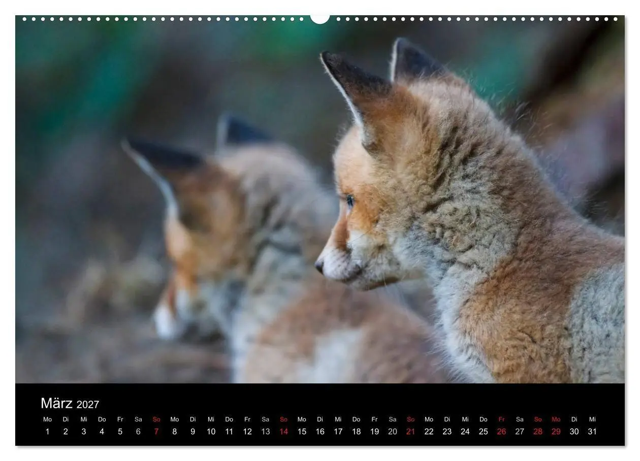 Bild: 9783594166796 | Füchse in freier Natur (Wandkalender 2027 DIN A2 quer), CALVENDO...