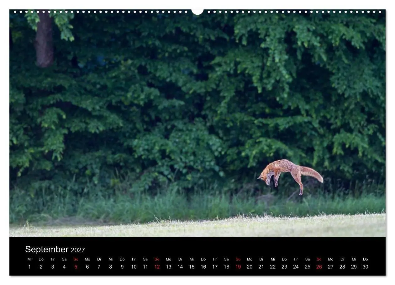 Bild: 9783594166796 | Füchse in freier Natur (Wandkalender 2027 DIN A2 quer), CALVENDO...