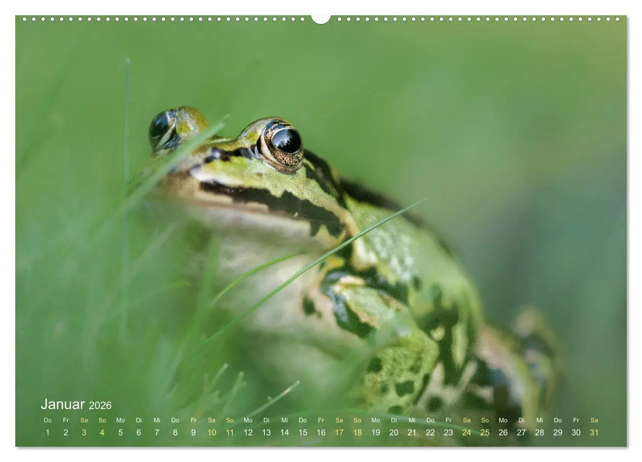 Bild: 9783457766996 | Frösche zum Verlieben (hochwertiger Premium Wandkalender 2026 DIN...