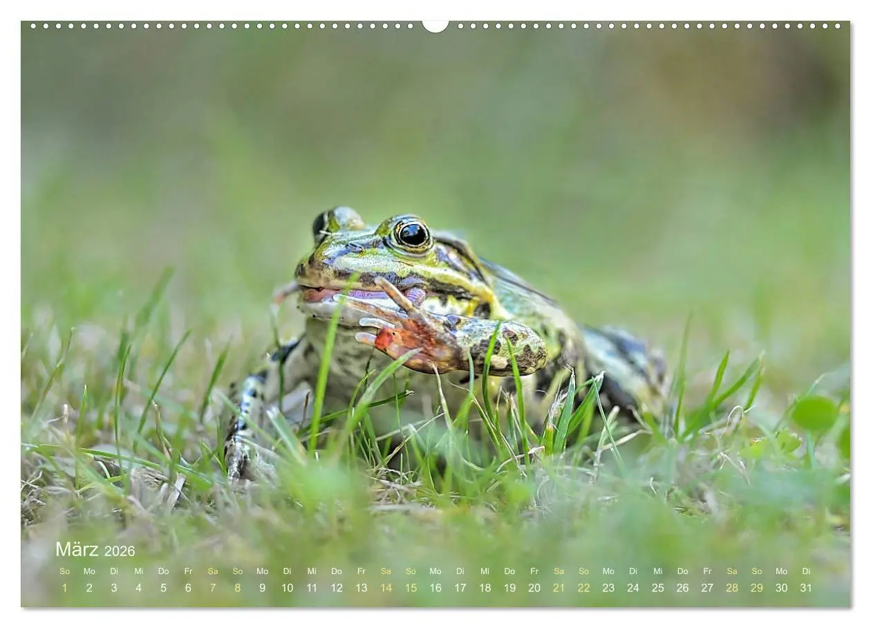 Bild: 9783457766996 | Frösche zum Verlieben (hochwertiger Premium Wandkalender 2026 DIN...