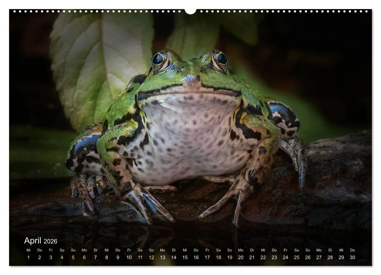 Bild: 9783457766996 | Frösche zum Verlieben (hochwertiger Premium Wandkalender 2026 DIN...