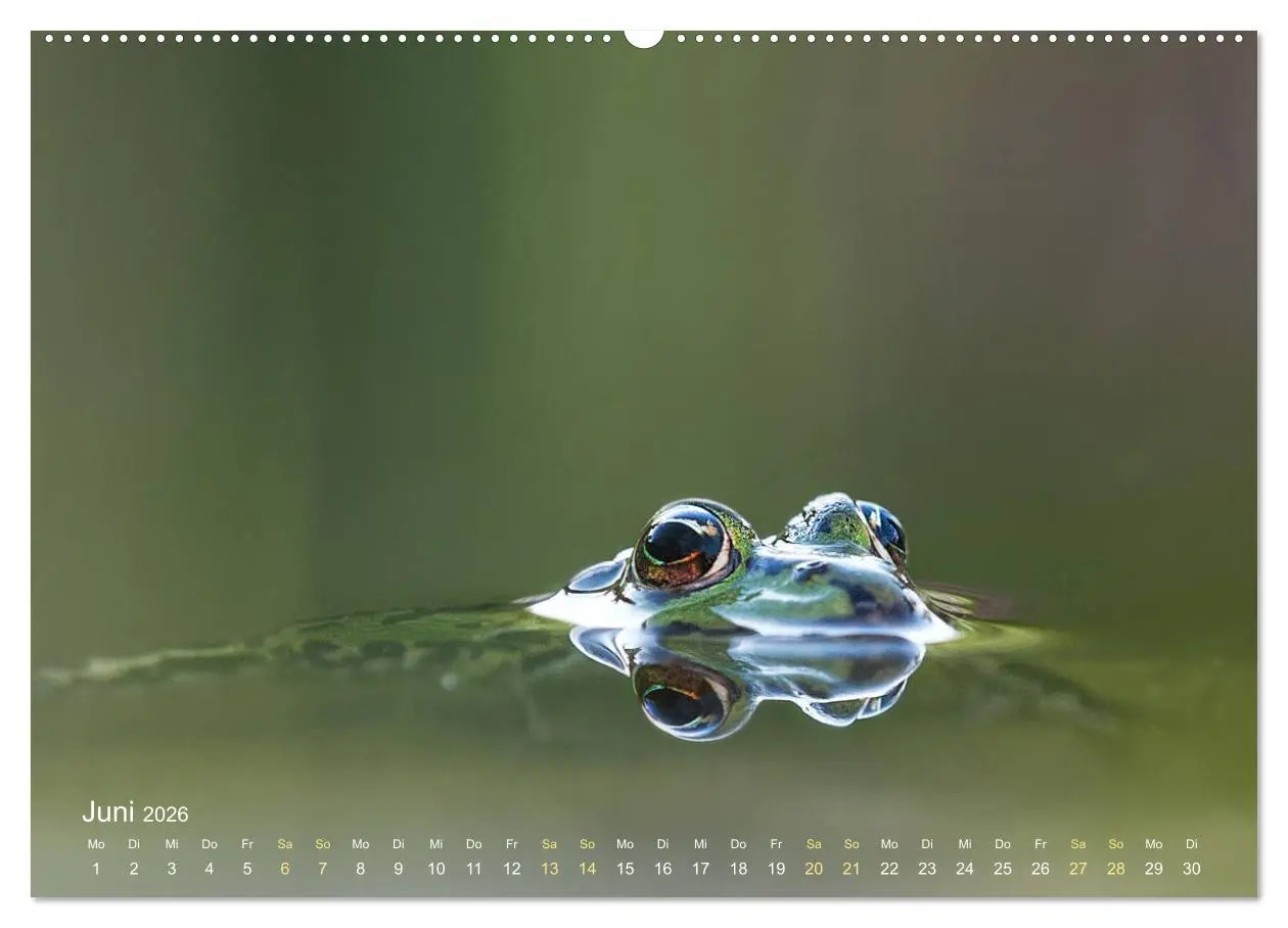 Bild: 9783457766996 | Frösche zum Verlieben (hochwertiger Premium Wandkalender 2026 DIN...