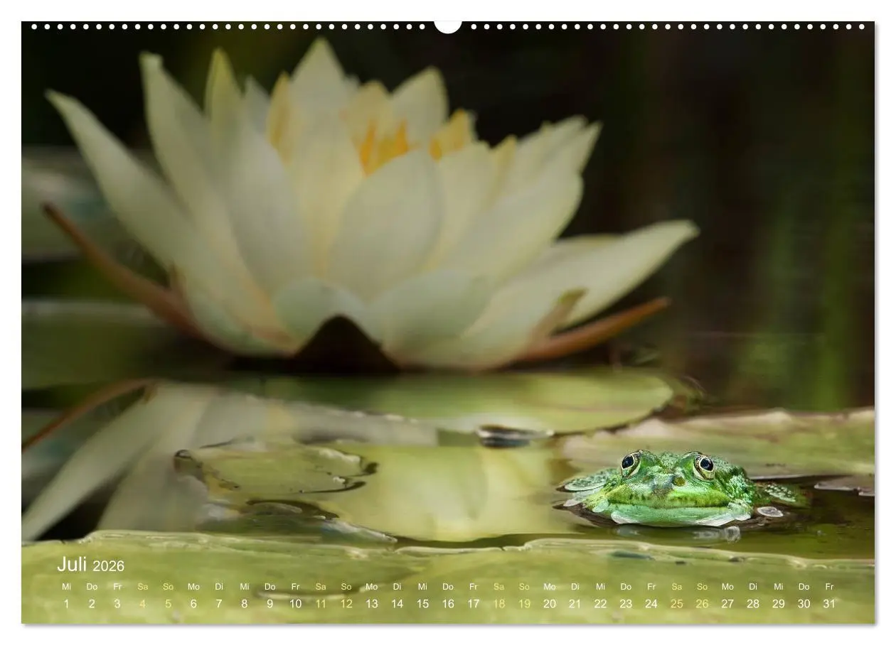 Bild: 9783457766996 | Frösche zum Verlieben (hochwertiger Premium Wandkalender 2026 DIN...