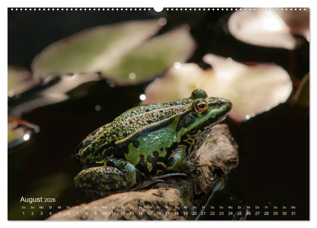Bild: 9783457766996 | Frösche zum Verlieben (hochwertiger Premium Wandkalender 2026 DIN...